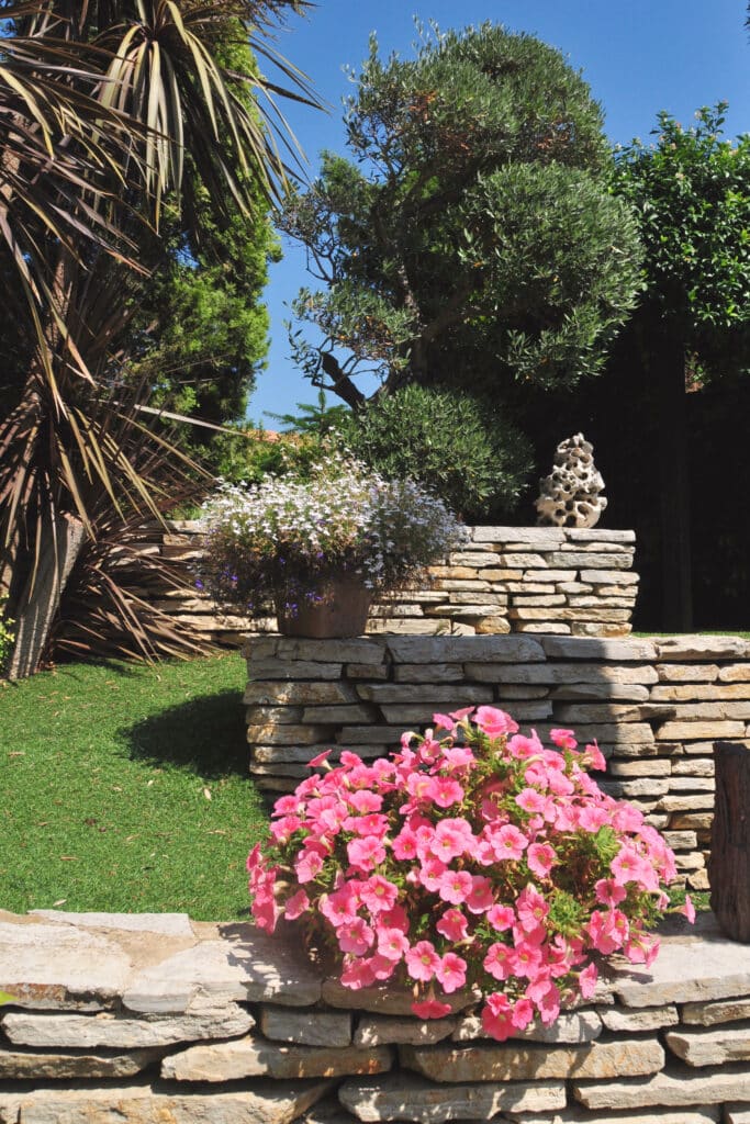 Jardin ensoleillé avec pétunias roses vifs, des murs en pierre sèche, du gazon vert, un palmier et un olivier sous ciel bleu.