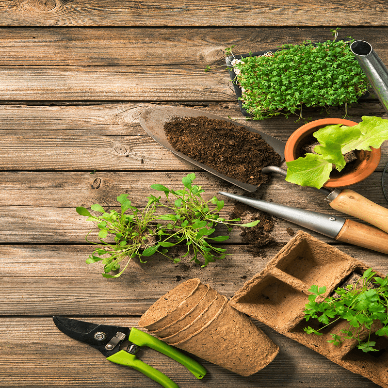 Outils de jardinage, jeunes pousses, semis, terreau, et pots biodégradables sur table en bois. Prêt pour planter.
