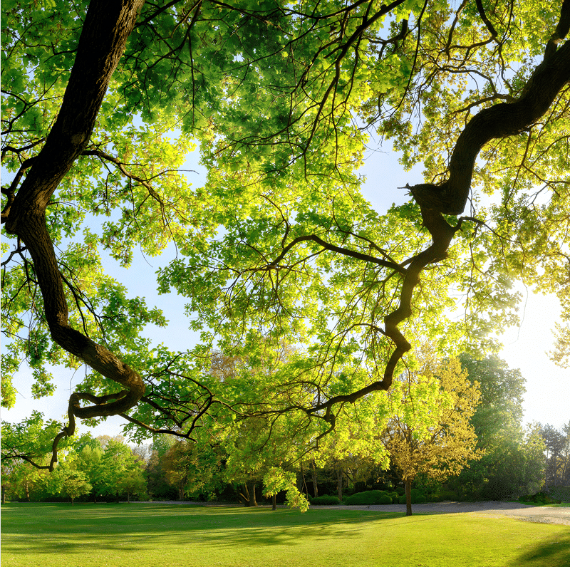 Feuillage vert vif d'arbres majestueux sous un ciel bleu clair, surplombant une pelouse ensoleillée et un sentier dans un parc paisible.