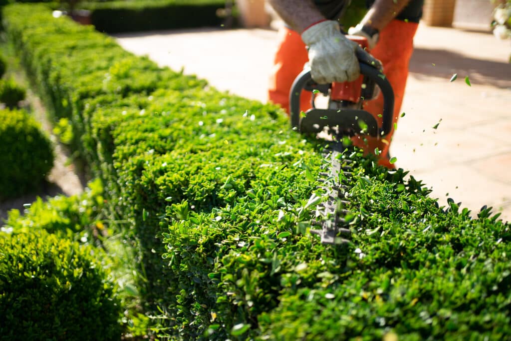 Jardinier coupant une haie verte luxuriante avec un taille-haie électrique, des feuilles volent. Entretien de jardin ensoleillé.